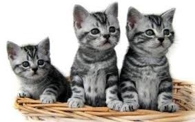 Создать мем: кошка котенок, короткошерстные котята, британские короткошерстные котята