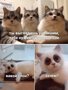 Создать мем: мемы с котиками с надписями смешные, Кошка, кот