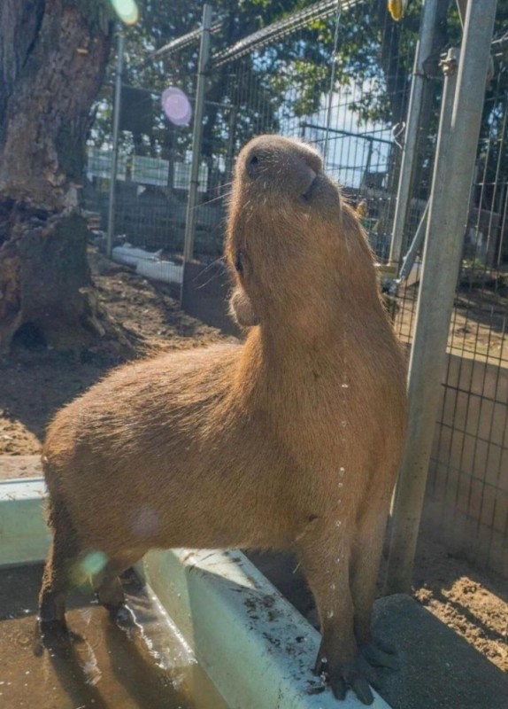 Create meme: Capybara is a pet, capybara guinea pig, capybaras in the Moscow zoo