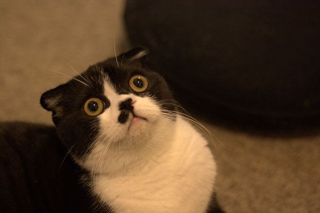 Create meme: the surprised cat , Scottish fold , cat 
