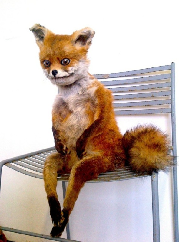 Create meme: a fox on a chair, Fox , scary fox on a chair