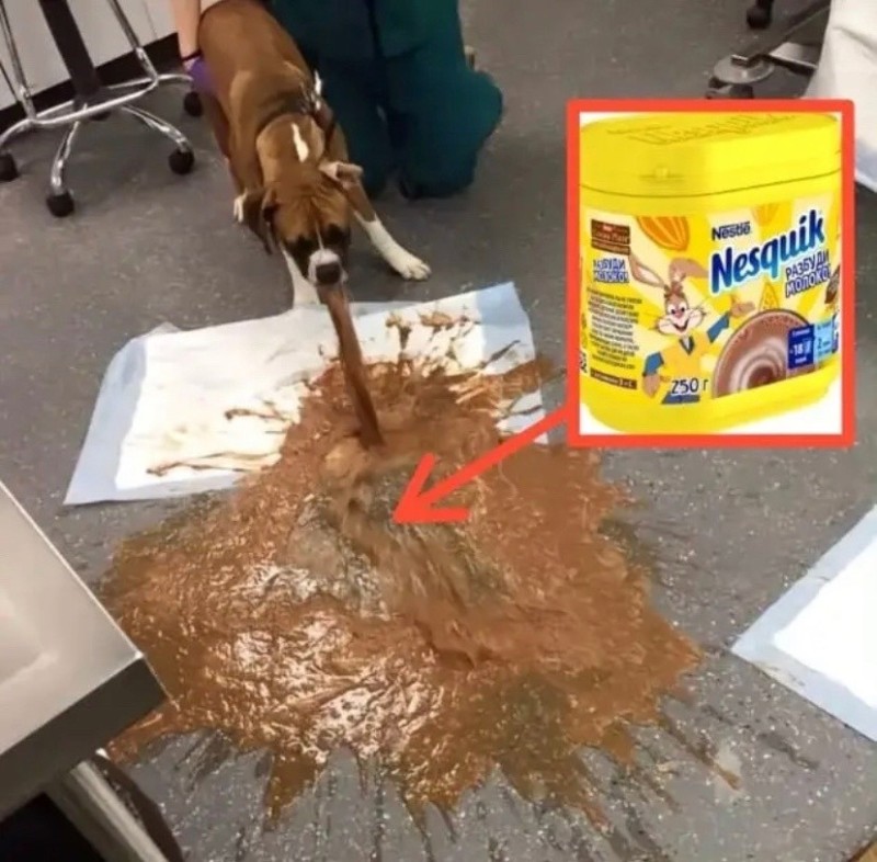 Create meme: vomiting in a dog