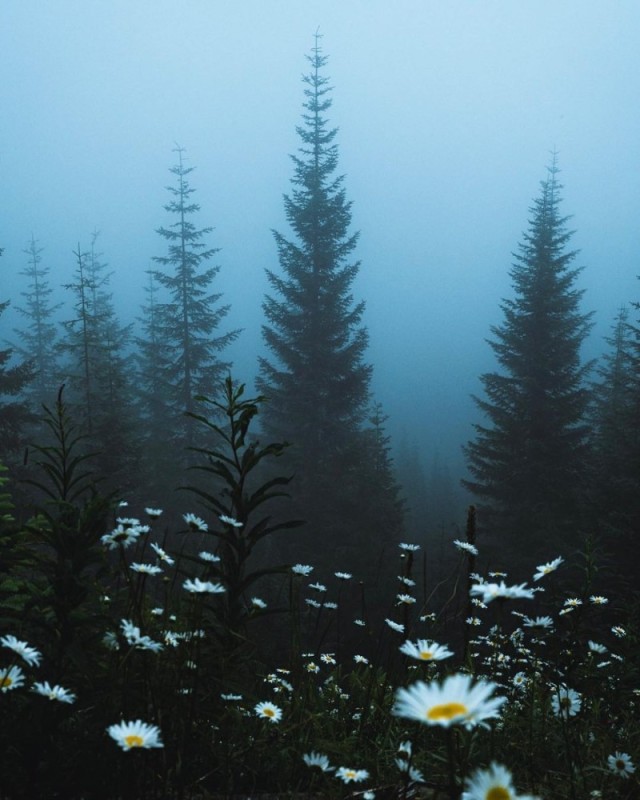 Create meme: misty forest aesthetics, aesthetic landscapes, atmospheric landscapes