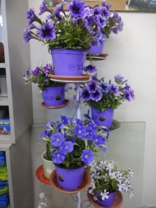 Create meme: Lobelia with the petunias photo, Petunia, Petunia and Lobelia