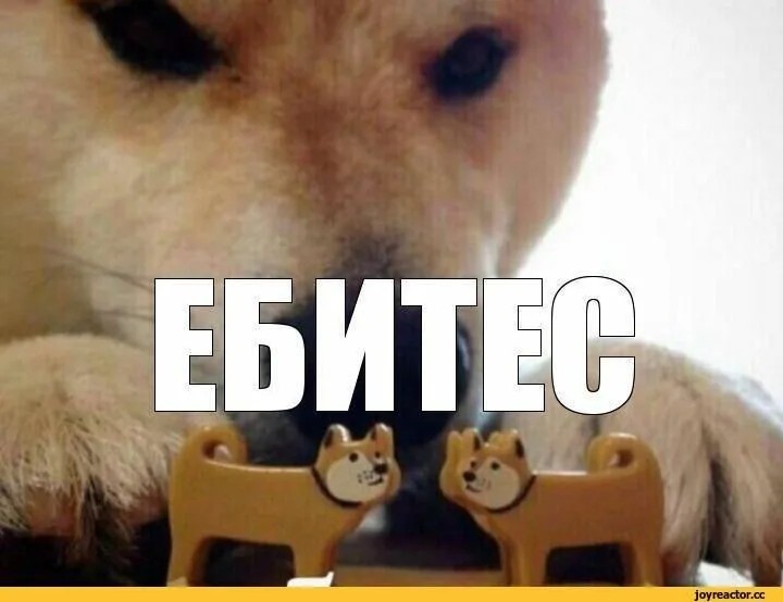 Create meme: Shiba inu meme, dog bites, meme dog 