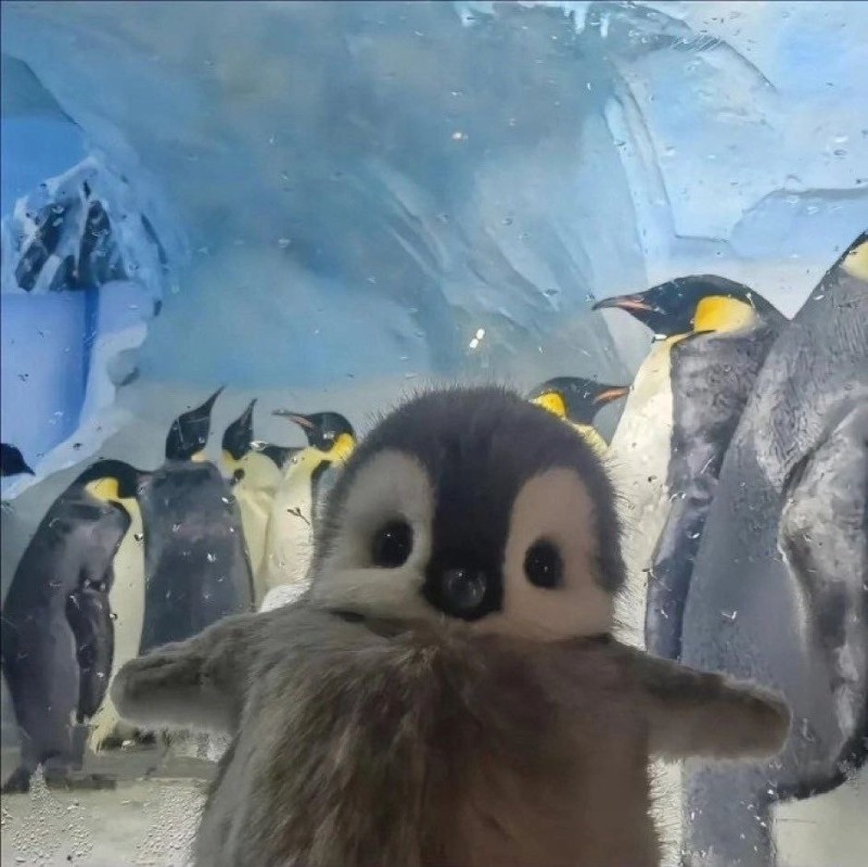 Создать мем: cute penguin, красивый пингвин, пингвинята