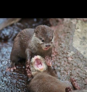Create meme: Animal, i made this otter, funny otters