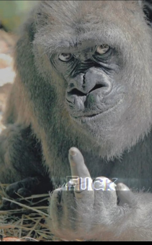 Создать мем: горилла мем, смешные обезьяны, горилла
