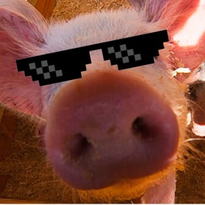 Create meme: pig, pig