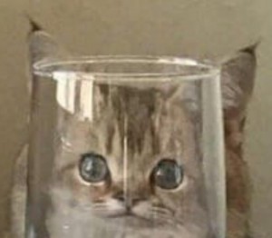Create meme: the cat in the glass, cat, Cat