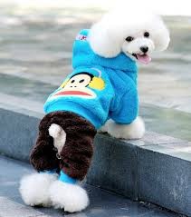 Create meme: dog, winter dog, dog clothes