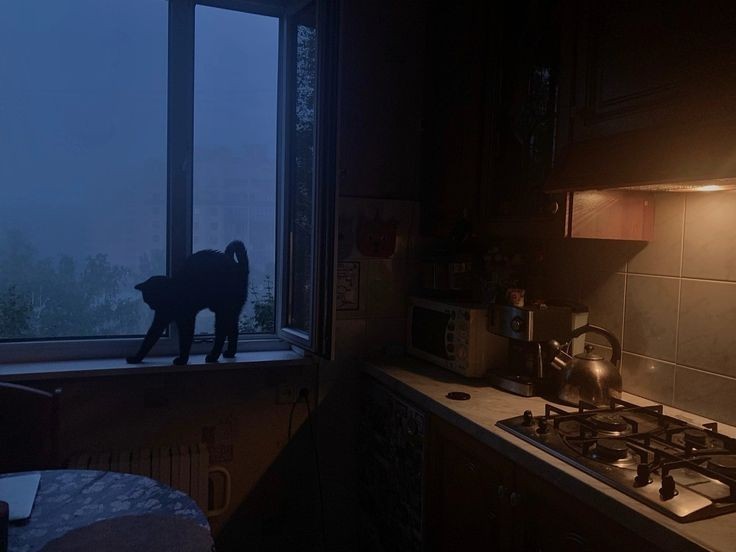Create meme: darkness, A window in the dark, the cat at night