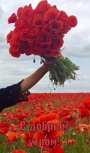 Создать мем: голландские розы, цветы и букеты, цветущие цветы