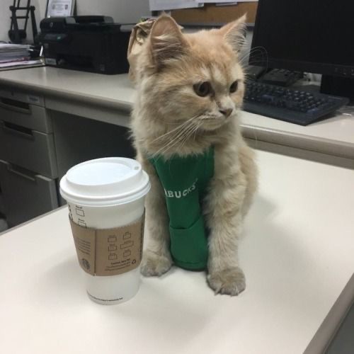 Create meme: coffee cat, cats and coffee memes, cat 
