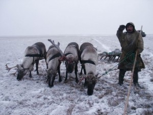 Создать мем: северный олень, день оленевода, праздник оленеводов