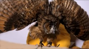 Create meme: combat fan owl, the fighting owls fan, owl and cat