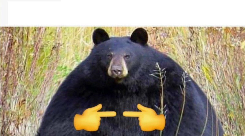 Create meme: animal bear, grizzly bear , the bear is shy