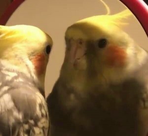 Создать мем: корелла самка и самец, попугай корелла грустит, попугай корелла выкормыш