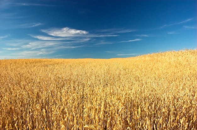 Создать мем: пшеница озимая, пшеница, поля пшеницы