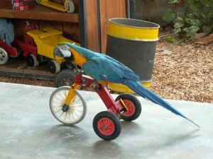 Создать мем: прикольные попугаи, попугай на велосипеде, попугай на велосипед попугай