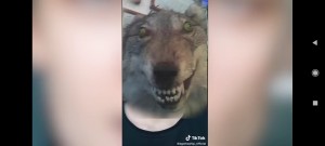 Создать мем: чучело волка смешное, обкуренный волк, чучело волка мем
