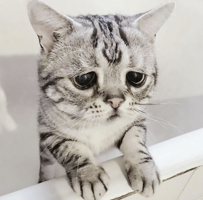 Создать мем: грустная кошка, самый грустный кот, грустный кот порода