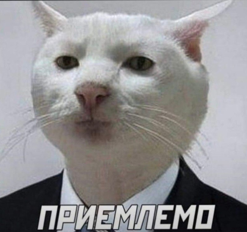 Создать мем: мемы с котами, кот, серьезный кот мем
