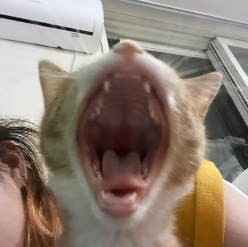 Create meme: mouth cats, cat yawns meme, funny animals 