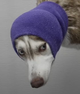 Создать мем: хаски в шляпе, собака мелкая, dog
