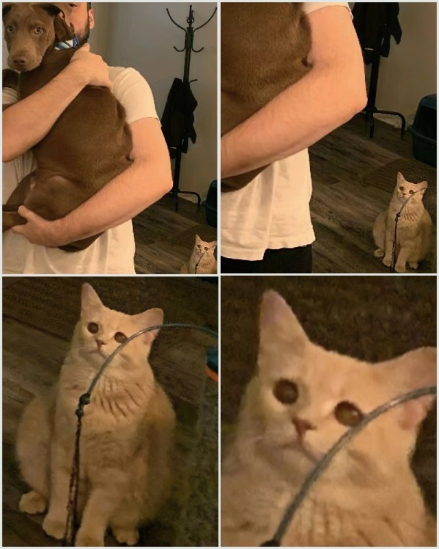 Создать мем: кот, мемы с котами, кошка мем