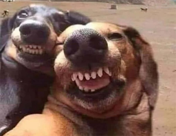 Create meme: funny dogs, dog selfie, Two dogs are laughing