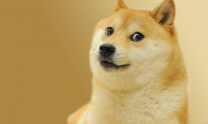 Create meme: a dog from this fiasco bro, dog Maru the meme, dogecoin