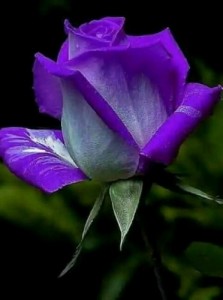 Create meme: Larissa, gifs flowers, purple roses photo
