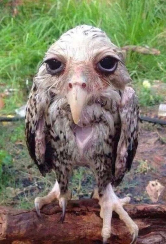 Create meme: bird owl , owl , drunk owl 