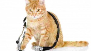 Create meme: dental care, stethoscope, microspores in cats