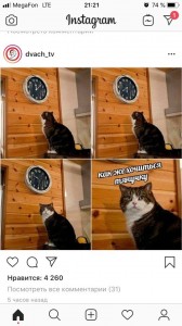 Создать мем: кошка, мемы с котами, кот и часы мем шаблон