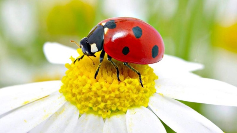 Create meme: ladybug , chamomile with ladybug, ladybug on a flower