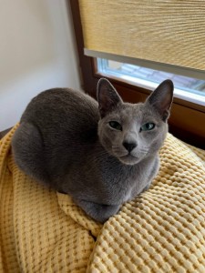 Create meme: the Russian blue cat