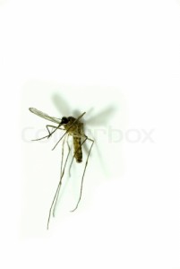 Create meme: insect, fly, mosquito