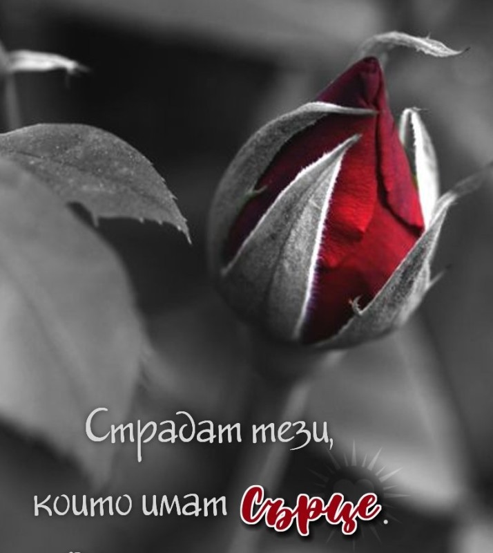 Создать мем: бутон розы, серо красные цветы, красивые розы