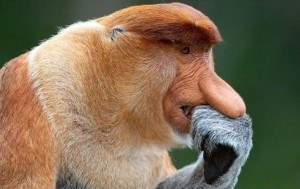 Create meme: a proboscis monkey, monkey kahau, monkey nosey