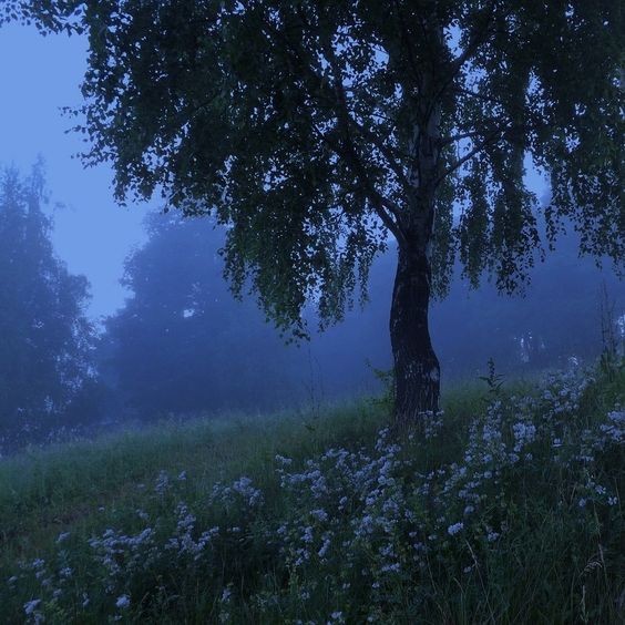 Создать мем: живописный пейзаж, летняя ночь в лесу, вот уж вечер роса блестит на крапиве