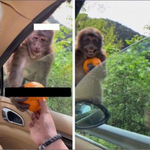 Create meme: Monkeys, monkey, funny monkey with mirror