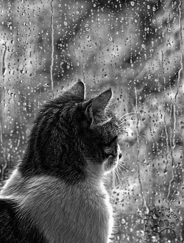 Создать мем: грустная кошка под дождем, одинокий кот, серый кот под дождем