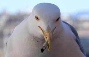 Создать мем: голуби чайки, голубь, seagull