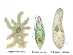 Create meme: euglena green, biology, Metazoa
