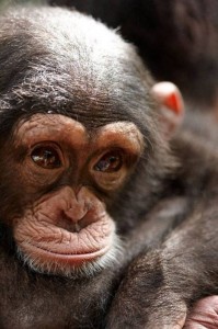 Создать мем: маленькая шимпанзе, обыкновенный шимпанзе, шимпанзе фильм 2012