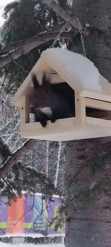 Create meme: winter house for squirrels, squirrel feeder, squirrel feeder