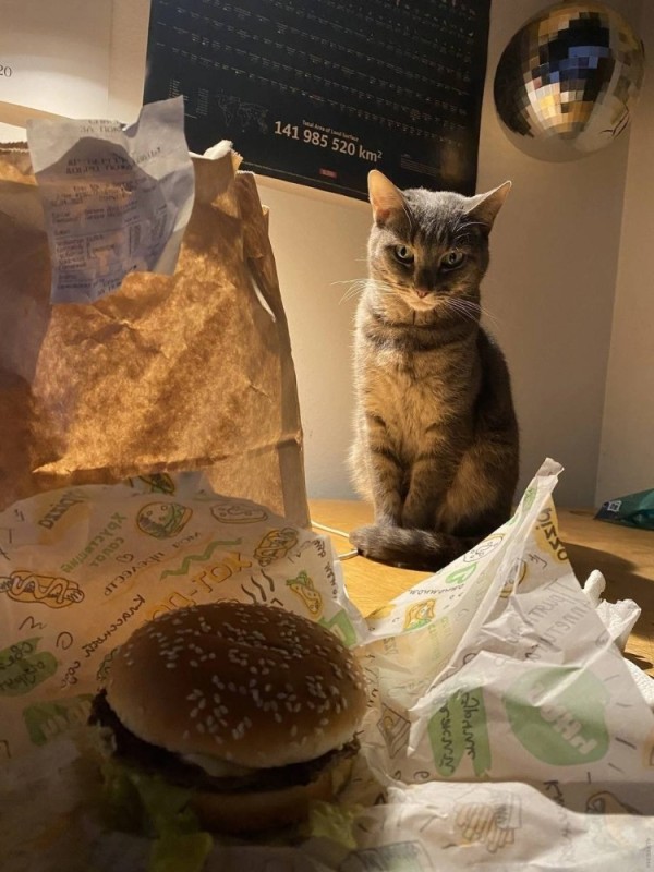 Create meme: The hamburger cat, cat burger, kitty 