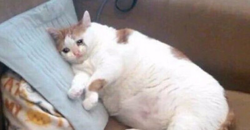 Создать мем: грустный толстый кот, жирный кот мем, толстый кот